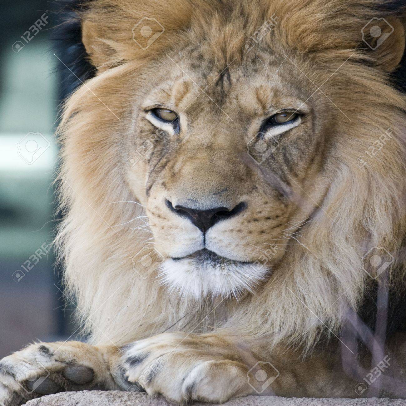 etiam-dictum-ipsum-a-felis