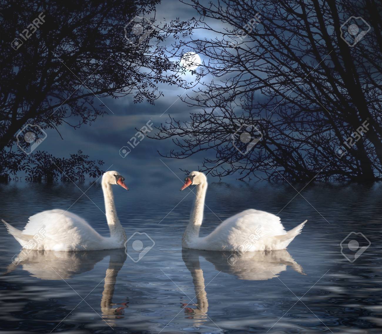 Swans By Moonlight >> Two White Swans Out For A Moonlight Swim Stock Photo Picture And Swans By Moonlight >> Two White Swans Out For A Moonlight Swim Stock Photo Picture And