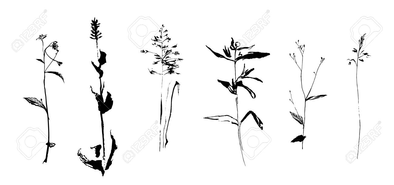 手描き雑草フィールド ハーブのセットです スケッチや落書きスタイルのベクトル イラスト植物 デザインの要素として植物 白の背景に黒のイメージ の イラスト素材 ベクタ Image
