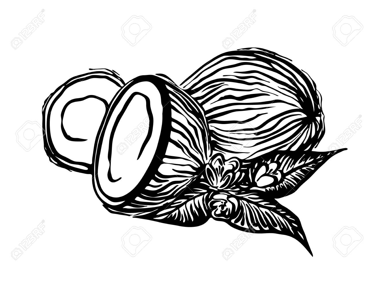 hand drawn decorative coconut outline vector coco black ink royalty free cliparts vectors and stock illustration image 123774587 hand drawn decorative coconut outline vector coco black ink