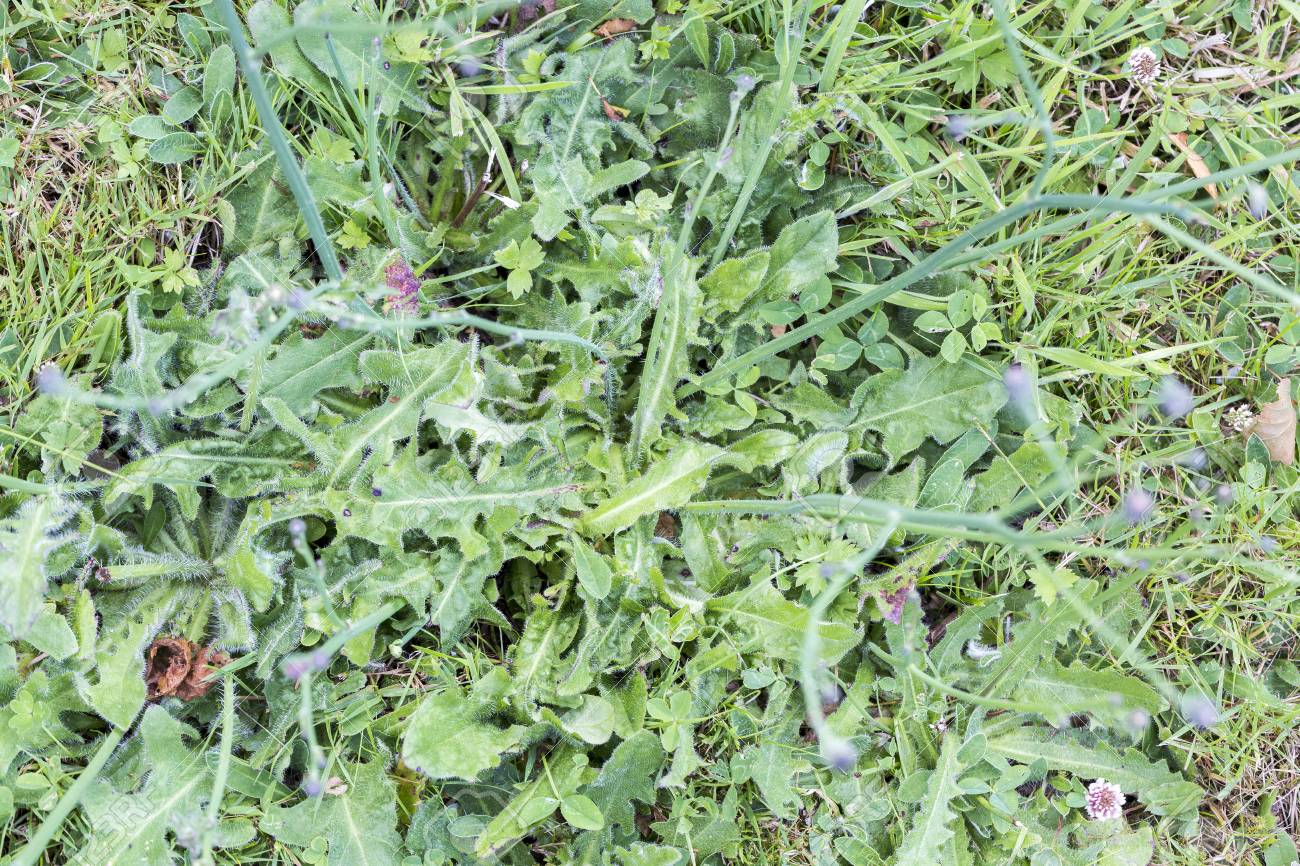 雑草寄生虫害虫 除草剤 除草 芝刈り前に芝生の草のたんぽぽ の写真素材 画像素材 Image 雑草寄生虫害虫 除草剤 除草 芝刈り前に芝生の草のたんぽぽ の写真素材 画像素材 Image
