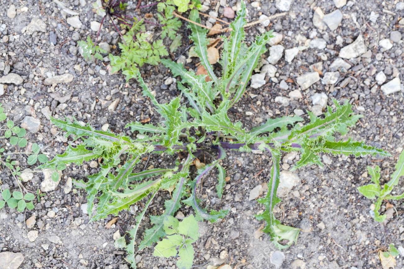 雑草寄生虫害虫 除草剤 除草 芝刈り前に芝生の草のたんぽぽ の写真素材 画像素材 Image 雑草寄生虫害虫 除草剤 除草 芝刈り前に芝生の草のたんぽぽ の写真素材 画像素材 Image