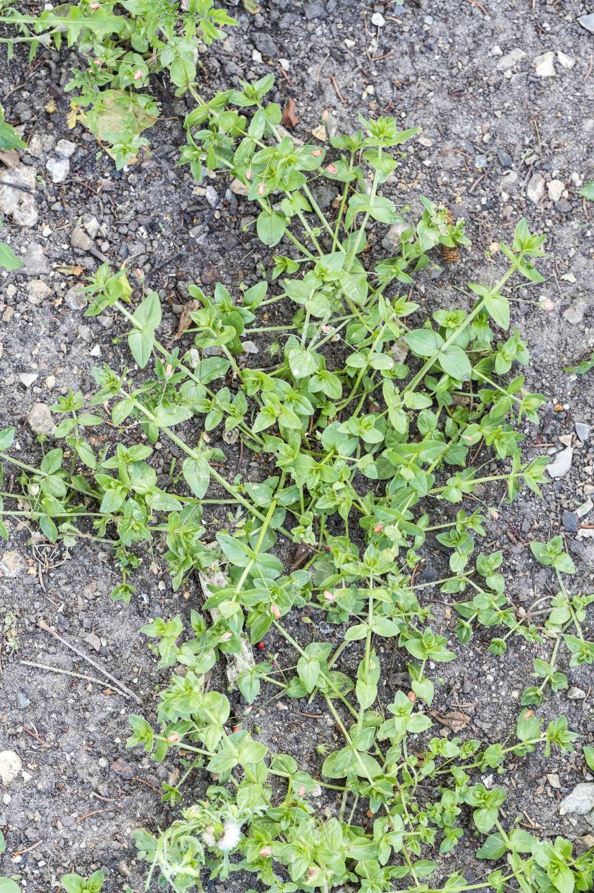 雑草寄生虫害虫 除草剤 除草 芝刈り前に芝生の草のたんぽぽ の写真素材 画像素材 Image 雑草寄生虫害虫 除草剤 除草 芝刈り前に芝生の草のたんぽぽ の写真素材 画像素材 Image