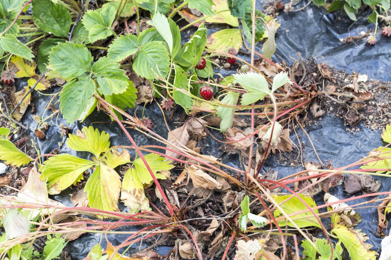 雑草寄生虫害虫 除草剤 除草 芝刈り前にイチゴのたんぽぽ の写真素材 画像素材 Image 雑草寄生虫害虫 除草剤 除草 芝刈り前にイチゴのたんぽぽ の写真素材 画像素材 Image