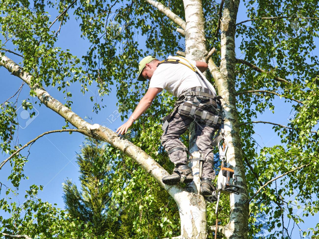 gas powered tree trimmer