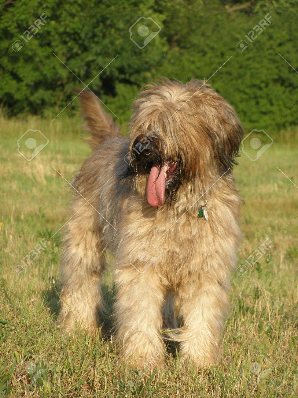 tawny briard