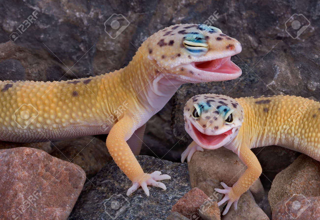 two leopard geckos stock photo picture and royalty free image