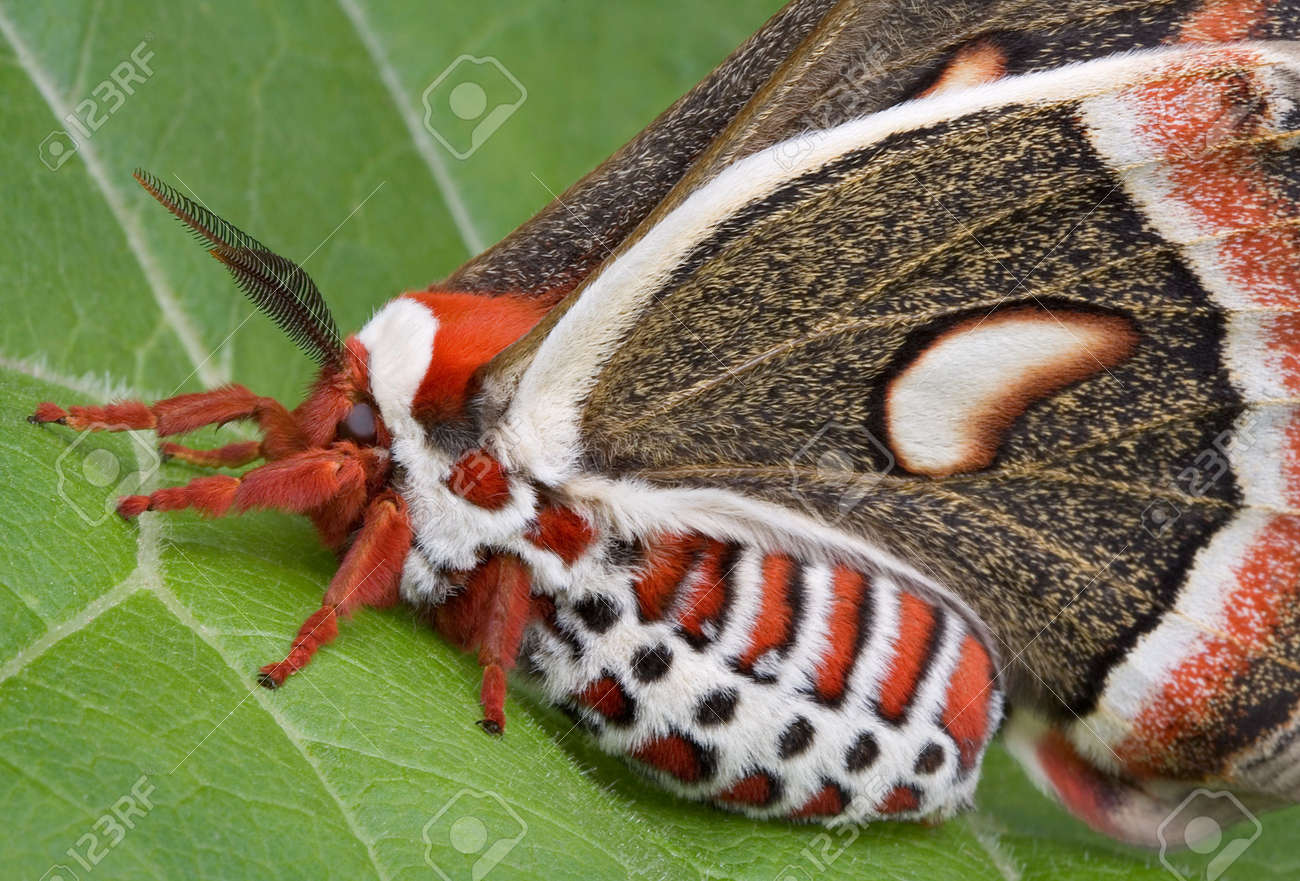 セクロピア蛾は、葉の上に座っています。の写真素材・画像素材 Image