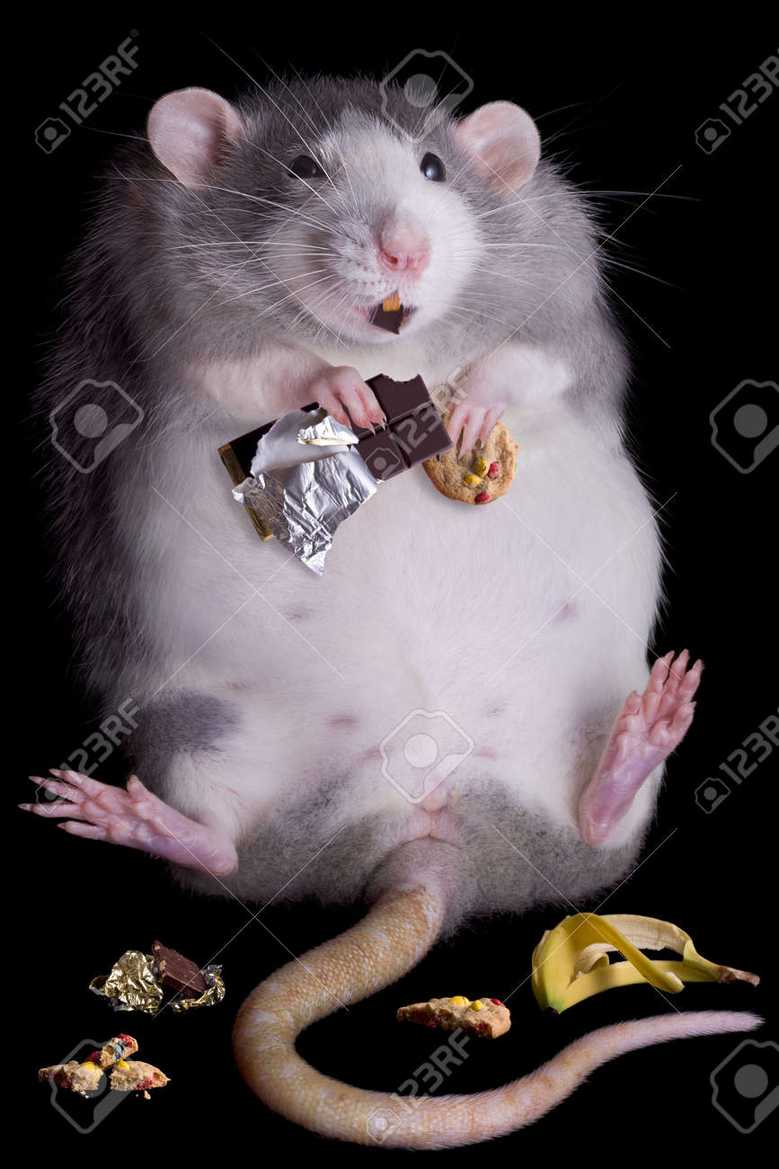 a fat rat named drucilla is eating candy and cookies stock photo