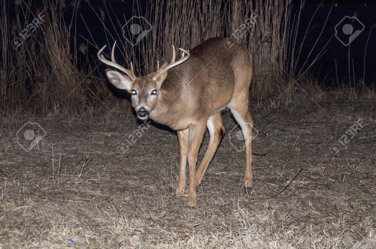 フラッシュと夜に巻き込まれる鹿 の写真素材 画像素材 Image