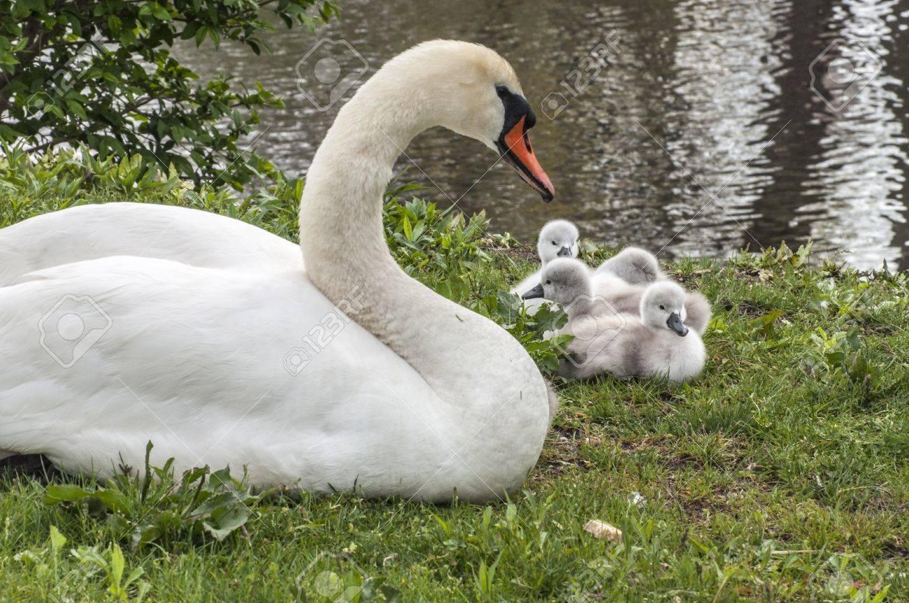 Mere Et Bebe Cygne Au Bord Du Lac Banque D Images Et Photos Libres De Droits Image