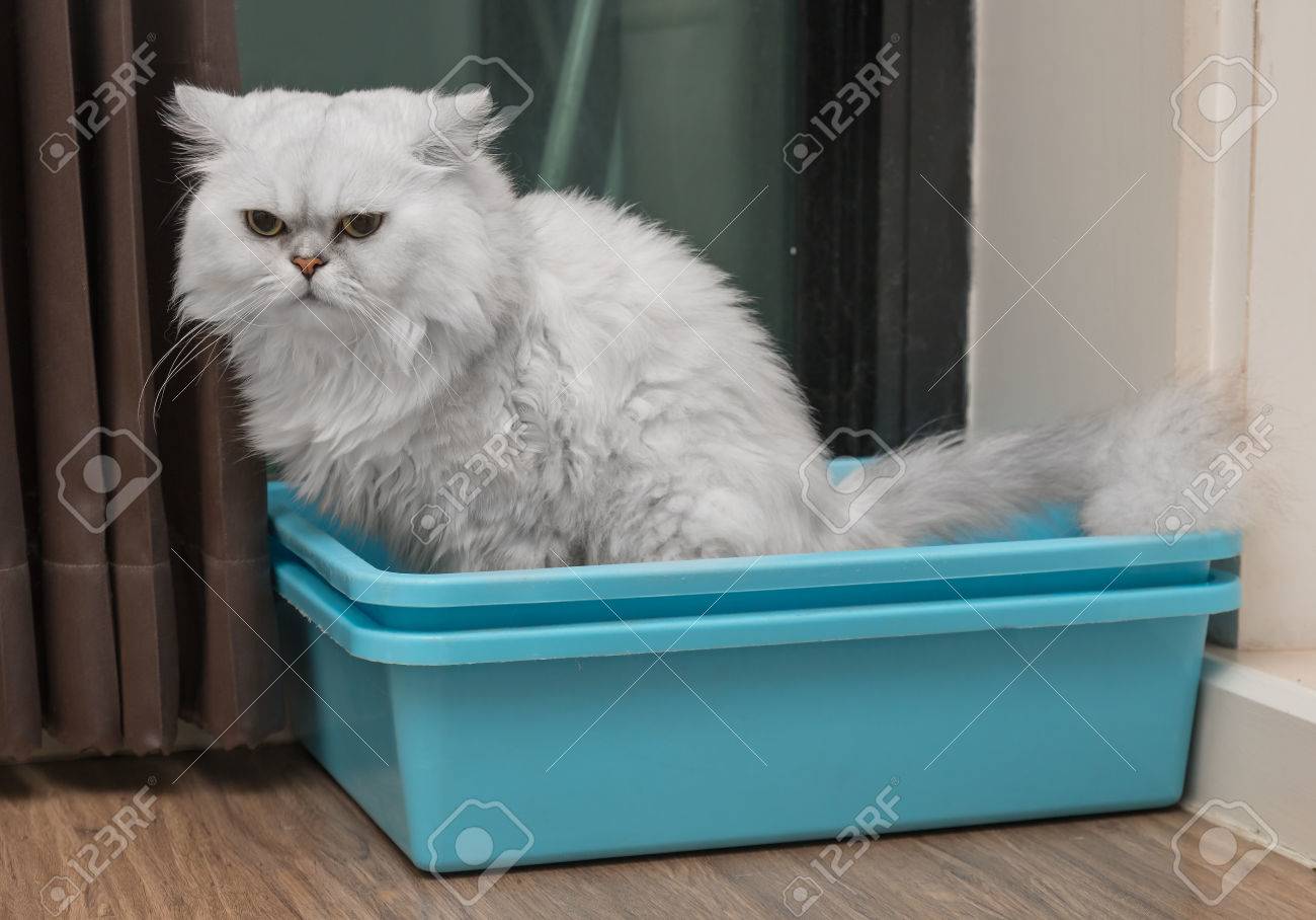 persian cat litter
