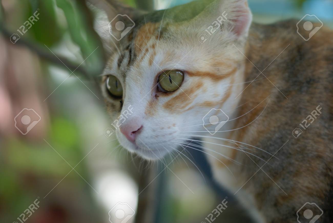 etiam-dictum-ipsum-a-felis