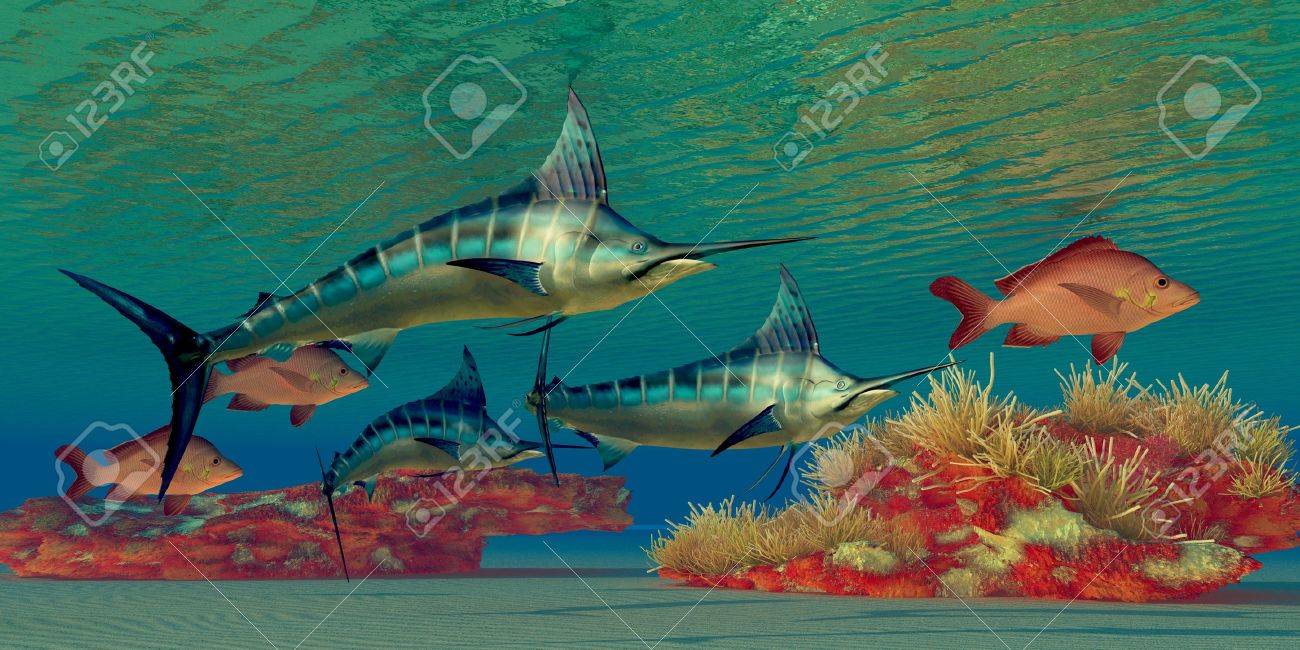 Red marlin fish Clearance