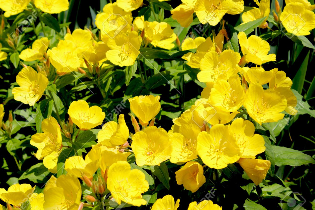 buttercup flowers - yellow - ranunculus or buttercup flower is buttercup flowers - yellow - ranunculus or buttercup flower is