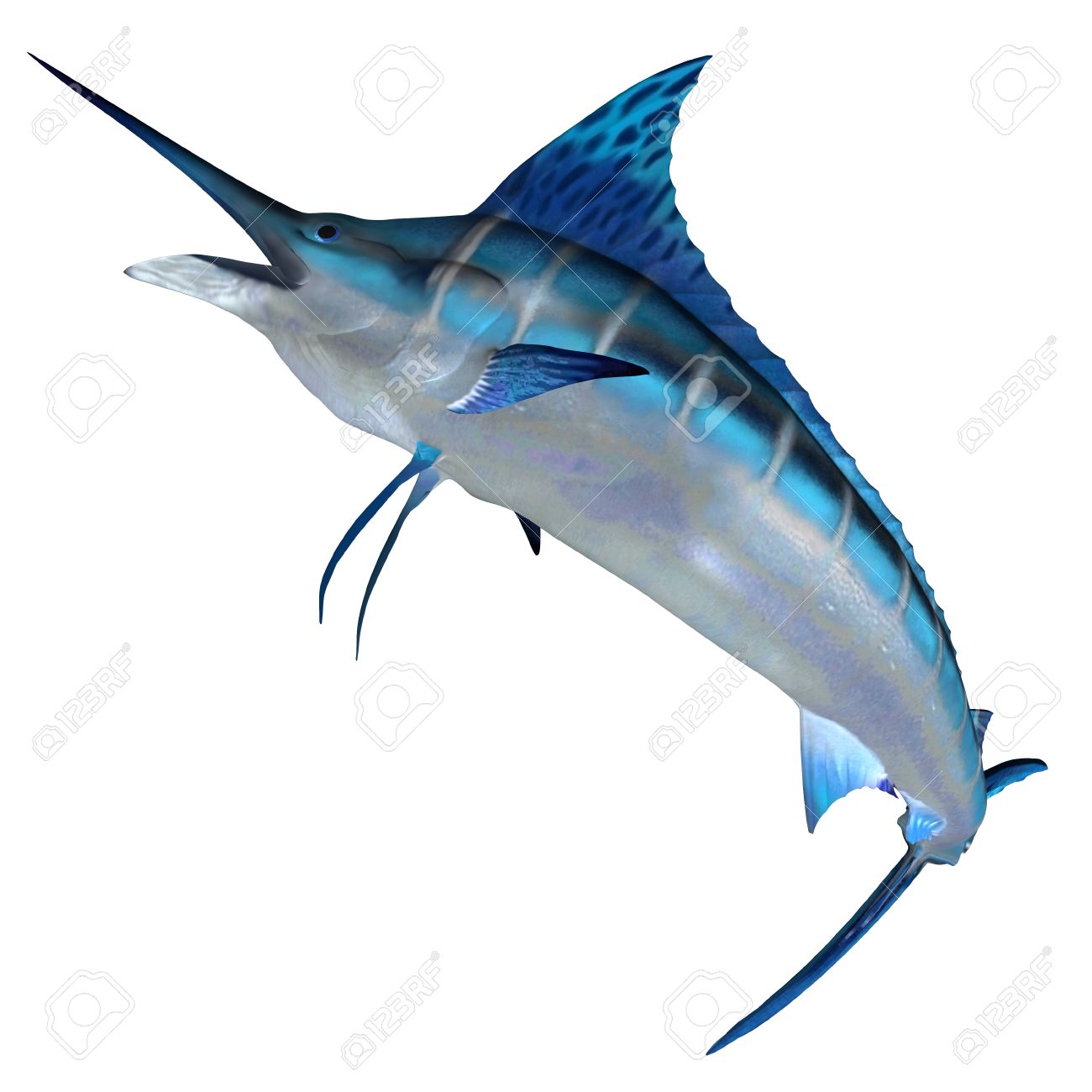 blue marlin front profile