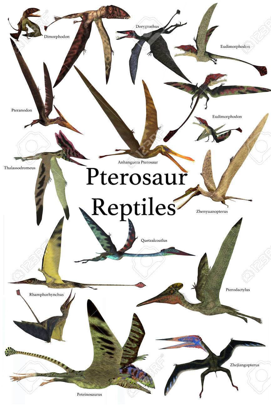 Flying Dinosaurs Names Pterodactyl, Quetzalcoatlus, & Dimorphodon
