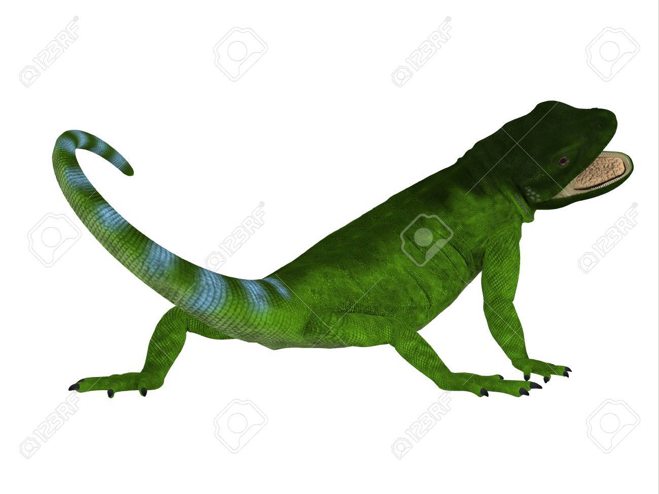 Chuckwalla トカゲの尻尾 Chuckwalla は主にアメリカ合衆国南部とメキシコ北部の乾燥地帯は 大型のトカゲです の写真素材 画像素材 Image