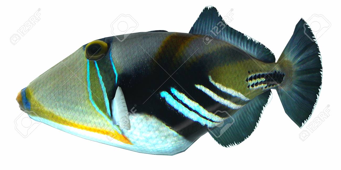 humu picasso triggerfish the