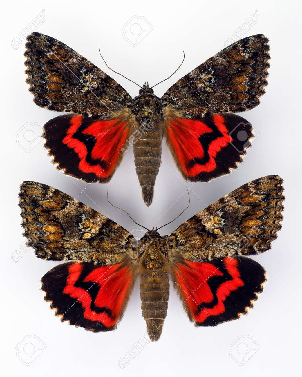 白い背景に蝶。赤深紅色の蛾カトカラスポンサマクロ。夜行性