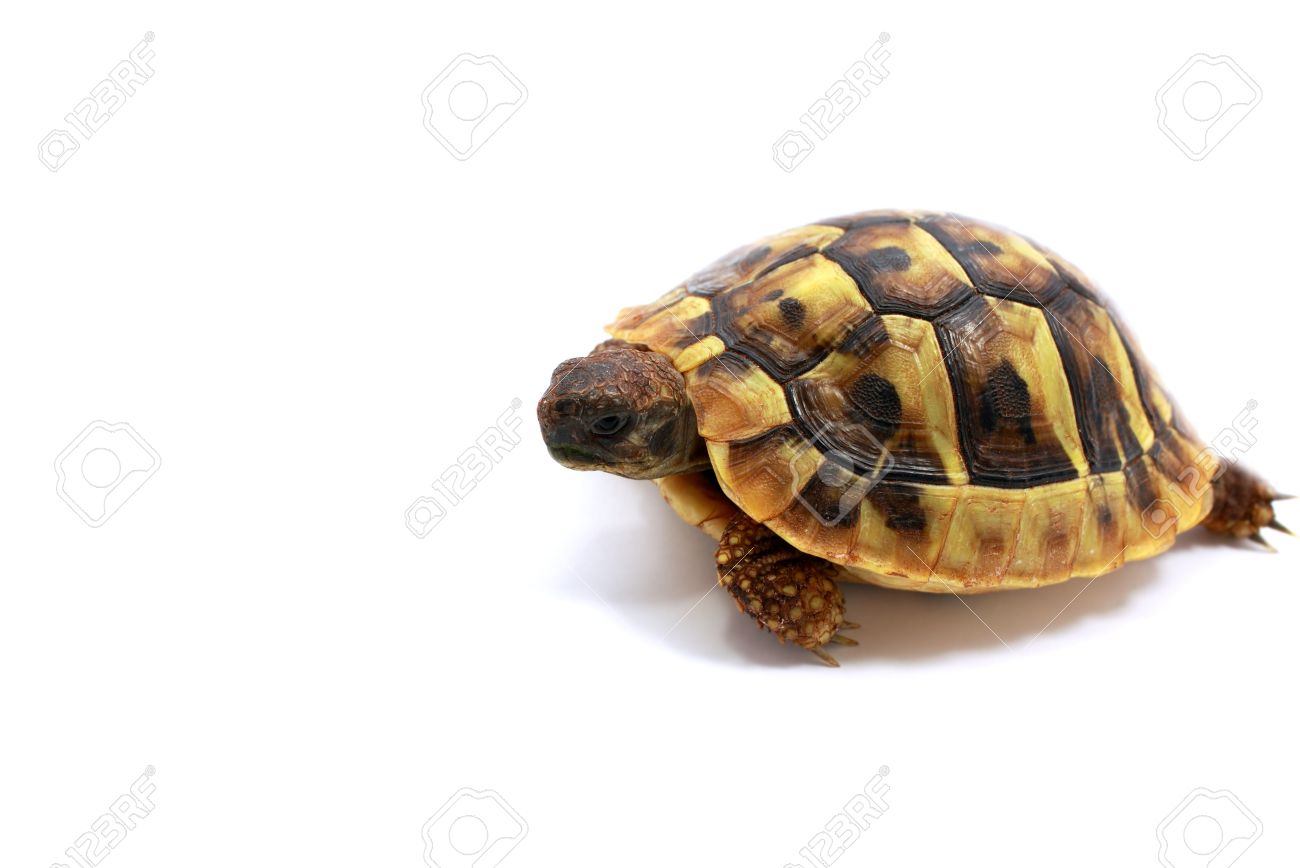 baby hermann s tortoise