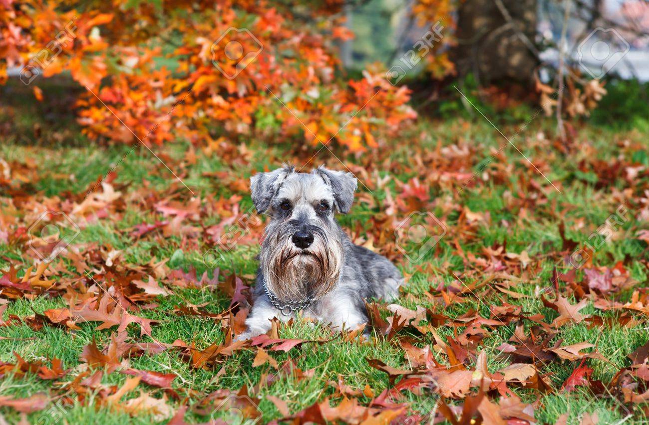 屋外の秋の間にかわいいミニチュア シュナウザー の写真素材 画像素材 Image
