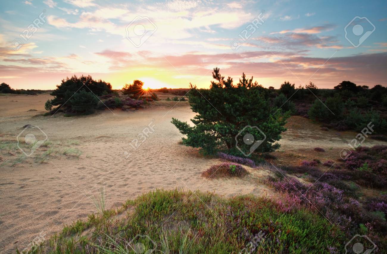 野生の花 フリースラント州 オランダの砂丘の夏日の出 の写真素材 画像素材 Image