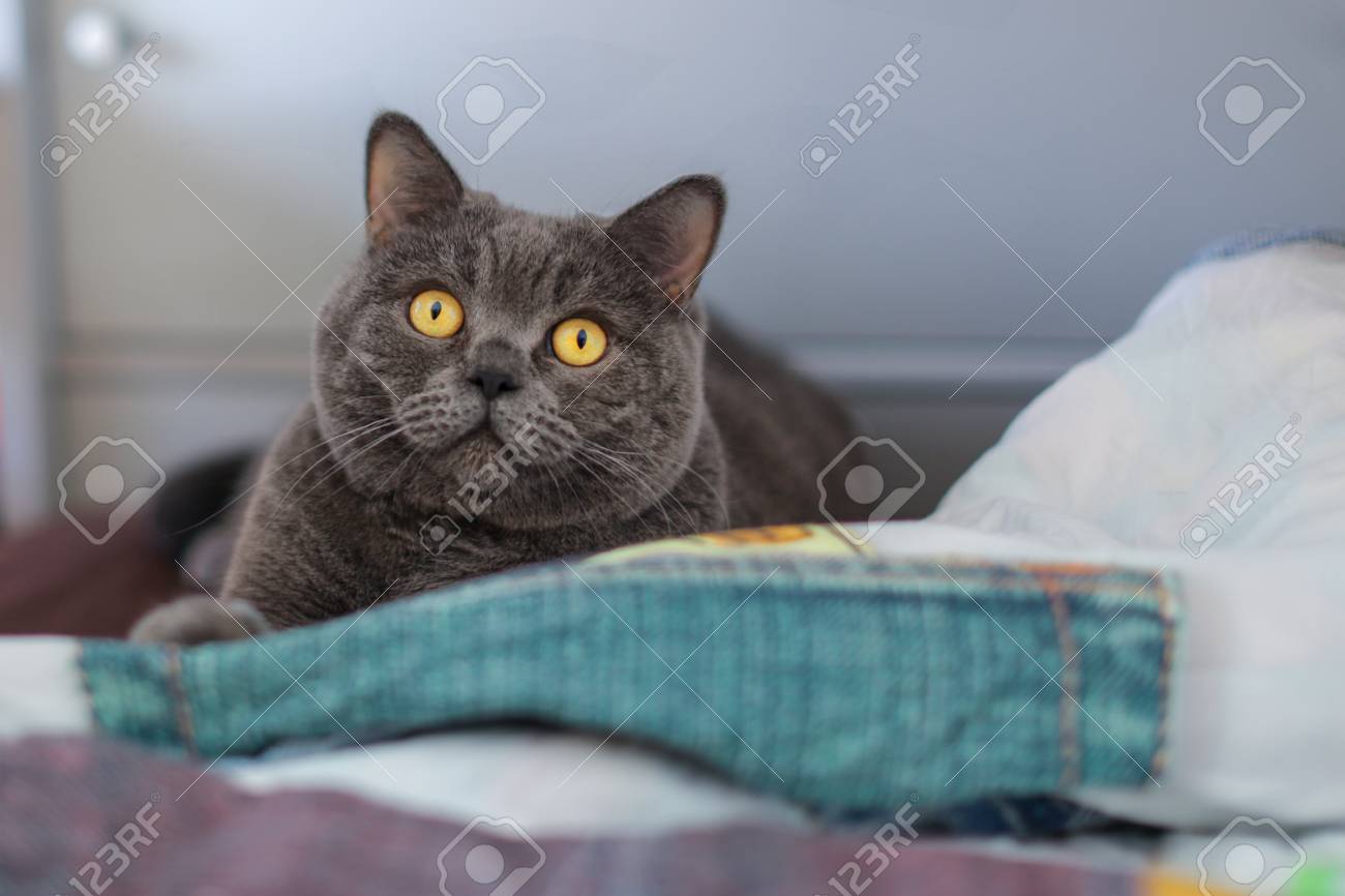 Gray British Shorthair Cat Boy With Orange Eyes Lies On The Bed