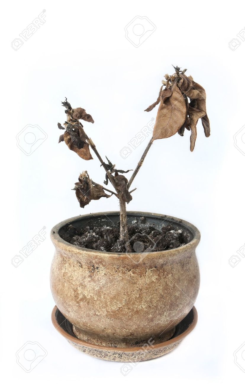 10253908-wilted-pot-plant.jpg