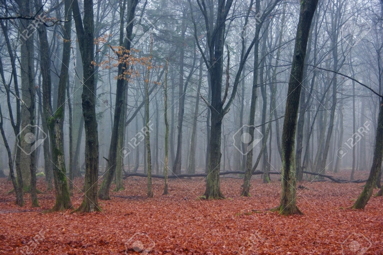 Autumn Woods Mysterious Creepy Landscape Stock Photo Picture And Royalty Free Image Image