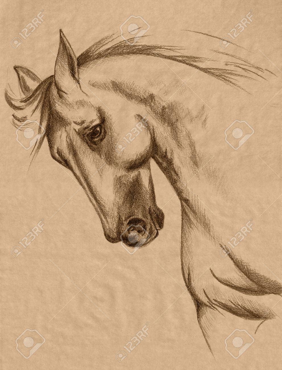 フリーハンド馬ヘッド セピア鉛筆デッサン 現実的な動物のスケッチ の写真素材 画像素材 Image フリーハンド馬ヘッド セピア鉛筆デッサン 現実的な動物のスケッチ の写真素材 画像素材 Image