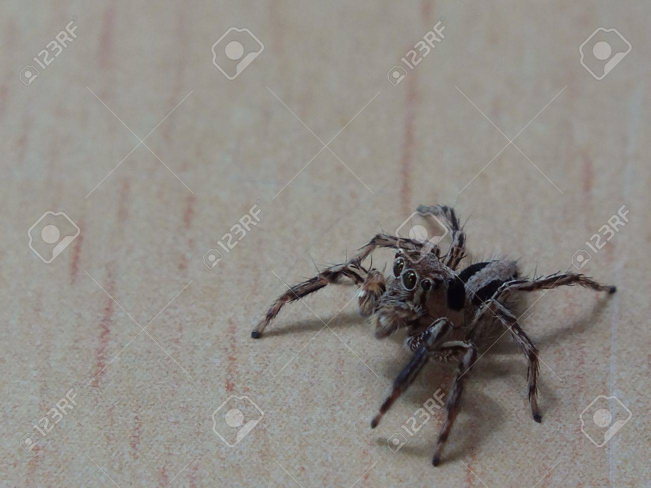 spider on wall stock