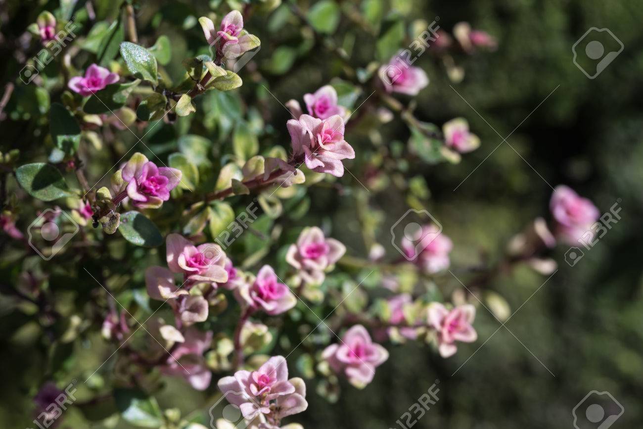 ピンクの成長ヒントでグランド カバーの料理ハーブのクリーピング タイム 胸腺 Serpyllum のクローズ アップ の写真素材 画像素材 Image