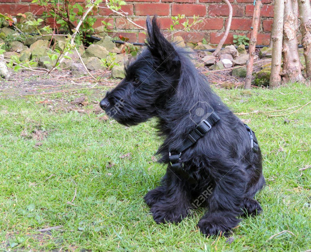 little scottie dog
