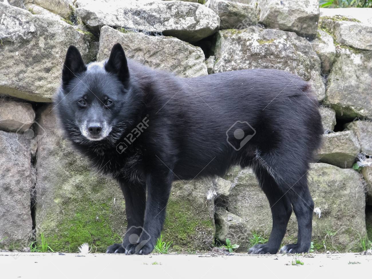 古いシッパーキー犬側に立って見ているカメラに直面しています 空積み工法壁の前に立っています 愛らしいふわふわ黒い熊のような犬 の写真素材 画像素材 Image 古いシッパーキー犬側に立って見ているカメラに直面しています 空積み工法壁の前に立っています 愛らしいふわふわ黒い熊のような犬 の写真素材 画像素材 Image