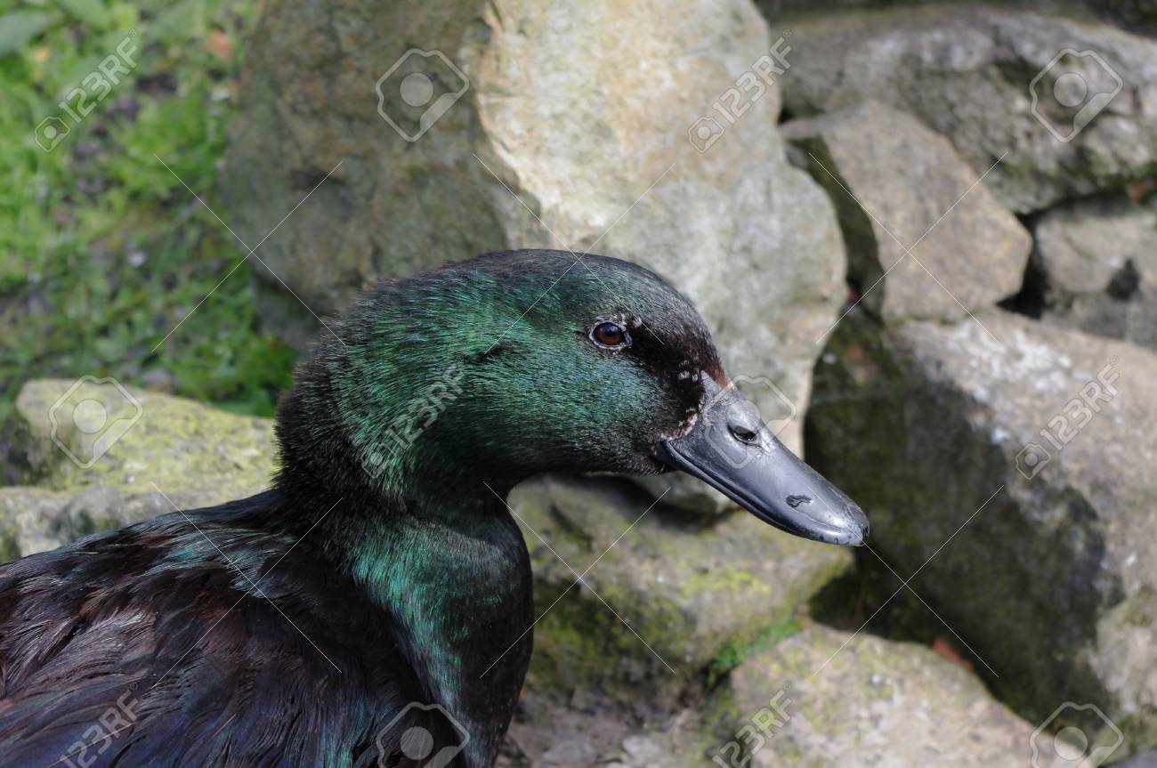 黒カユガはアヒルの羽緑と紫の美しい虹色を示す肖像画です 池では ラックの上に立って の写真素材 画像素材 Image 6093