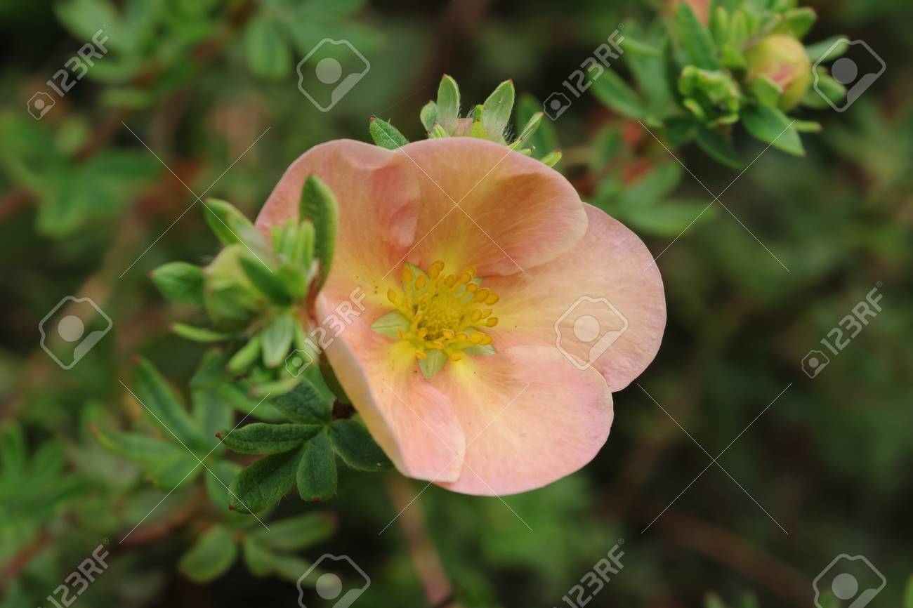 低木のキジムシロの花 淡い桃色のピンクの花をクローズ アップ ラテン語名キンロバイ の写真素材 画像素材 Image