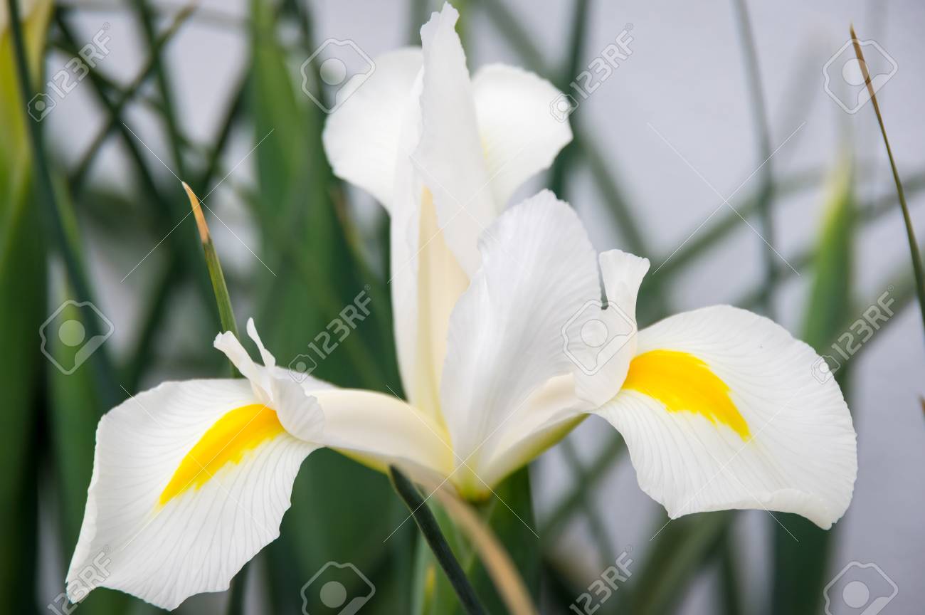 ダッチ アイリスの分離の白と黄色の花 の写真素材 画像素材 Image