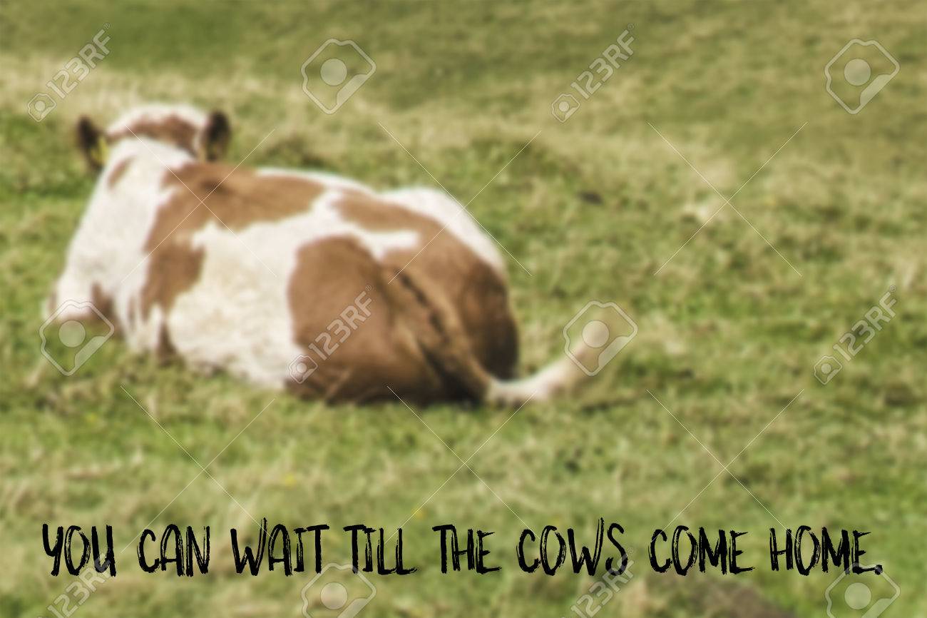 You Can Wait Till The Cows Come Home English Saying Illustrated Stock Photo Picture And Royalty Free Image Image 60558590