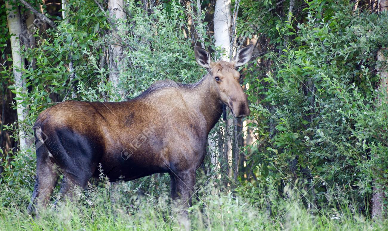 アラスカの森の中の端に立っている大きなアラスカ ムース の写真素材 画像素材 Image