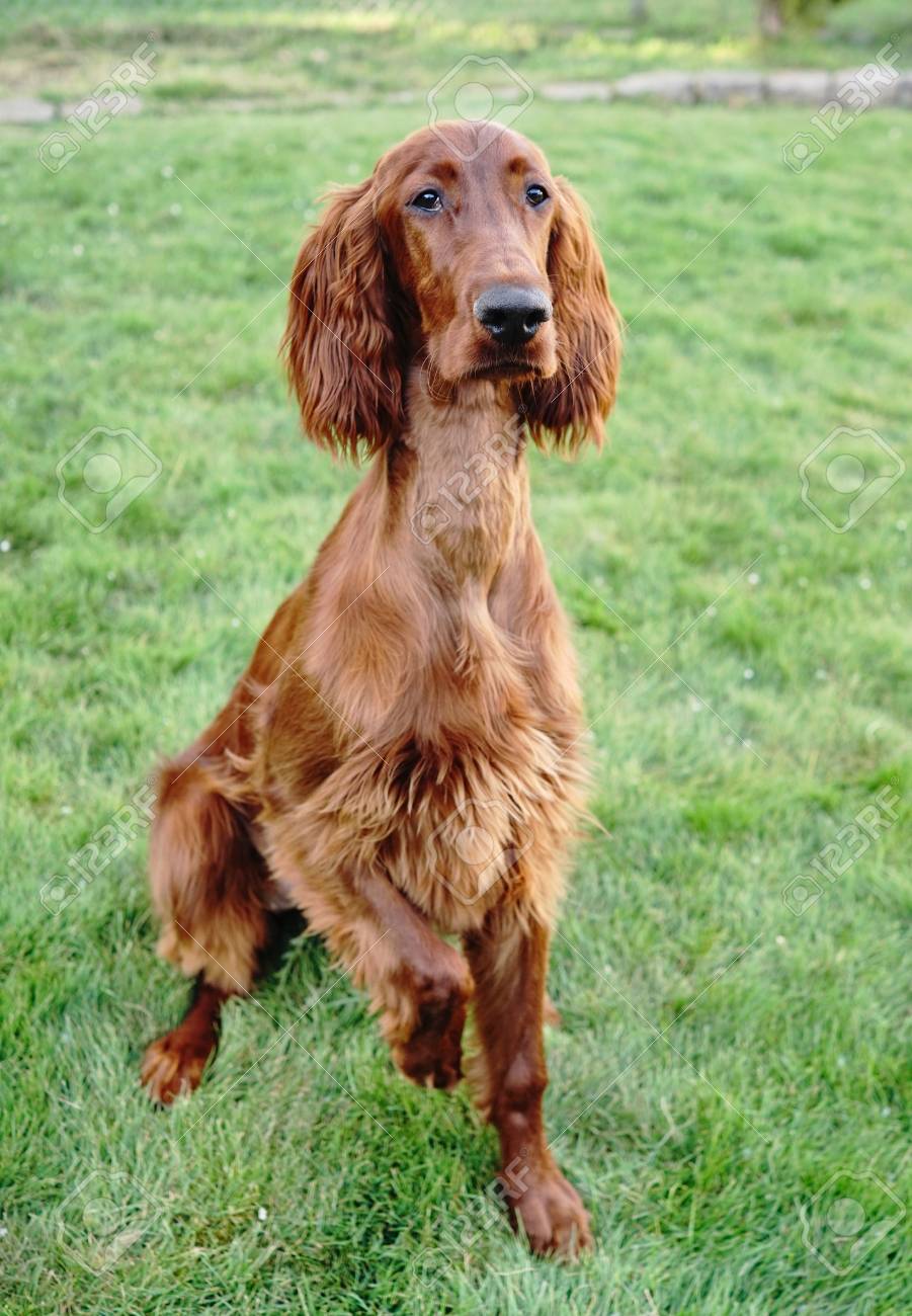field irish setter puppies for sale