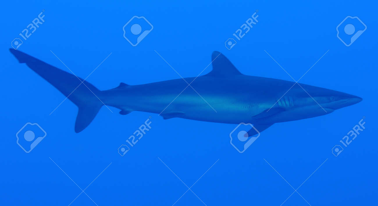 シルキー　シャ－ク シルキー シャ－ク 【公式通販】