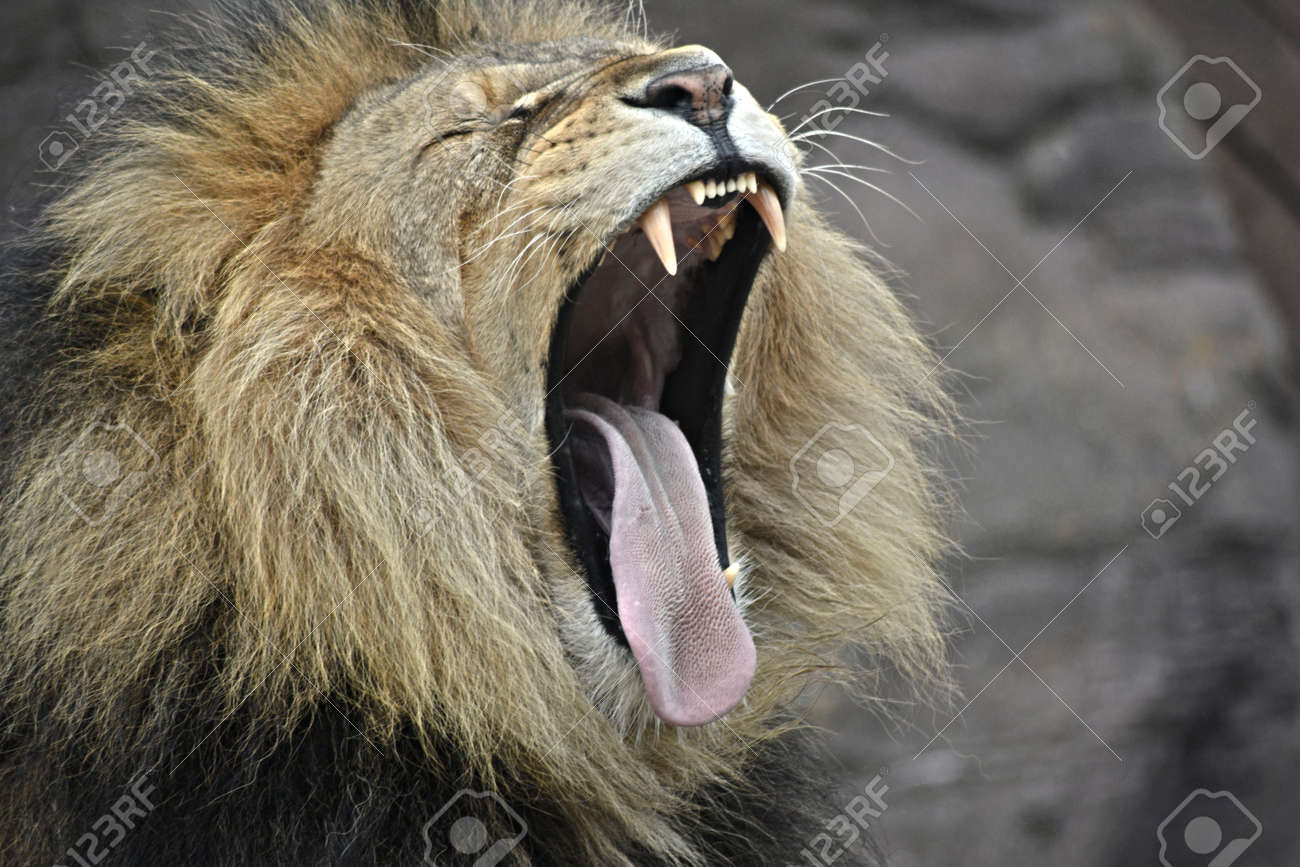 Lion, Wildlife, Forest, Woods, Brown, Cat, Fur, Roar, Fangs, Tongue Free  Image and Photograph 186122963., image size:1300x867
