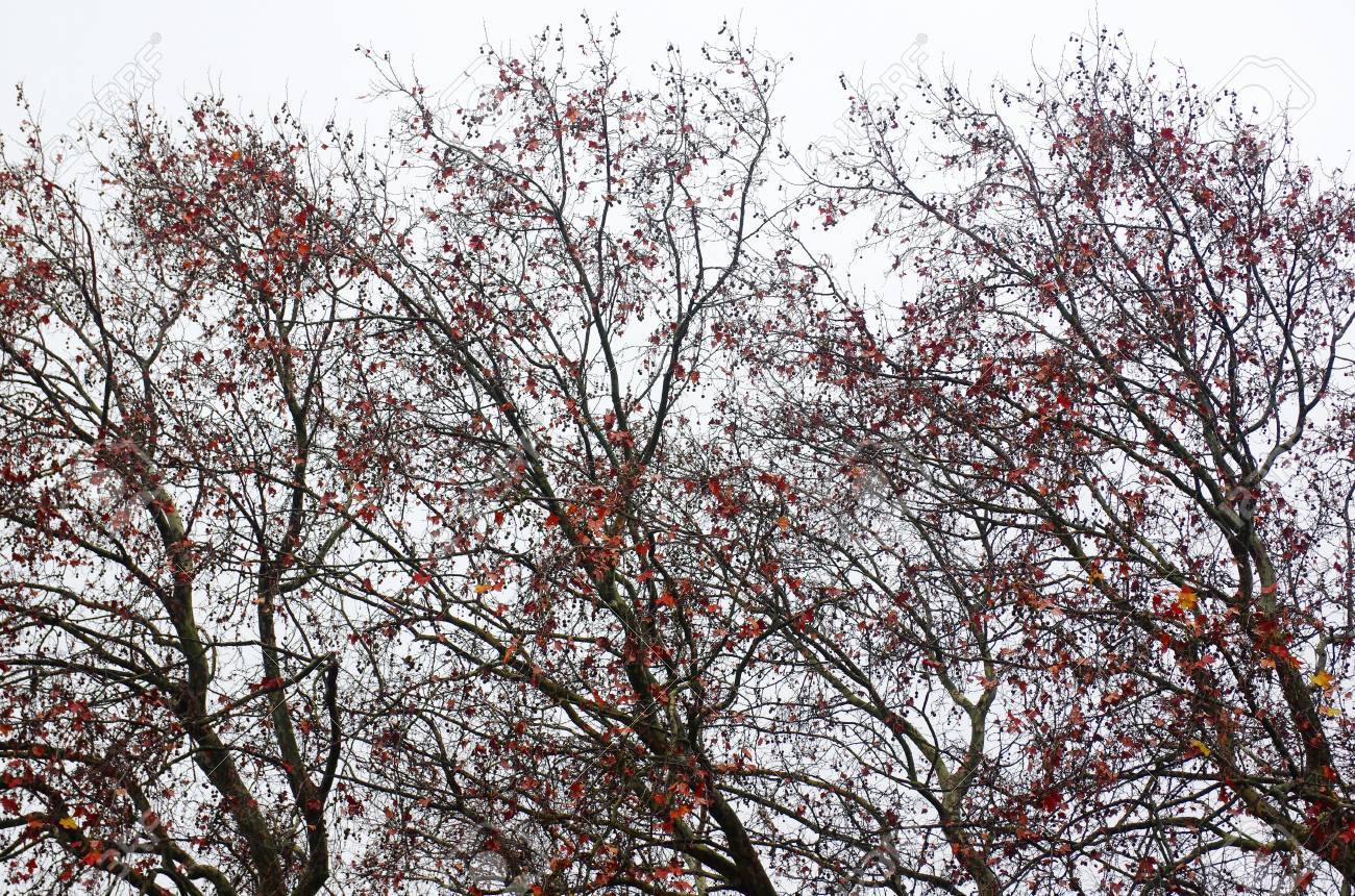 голые быдло  Лорен Холли показала свои фонарики – Тупой и еще тупее (1994) | XCADR.ONLINE