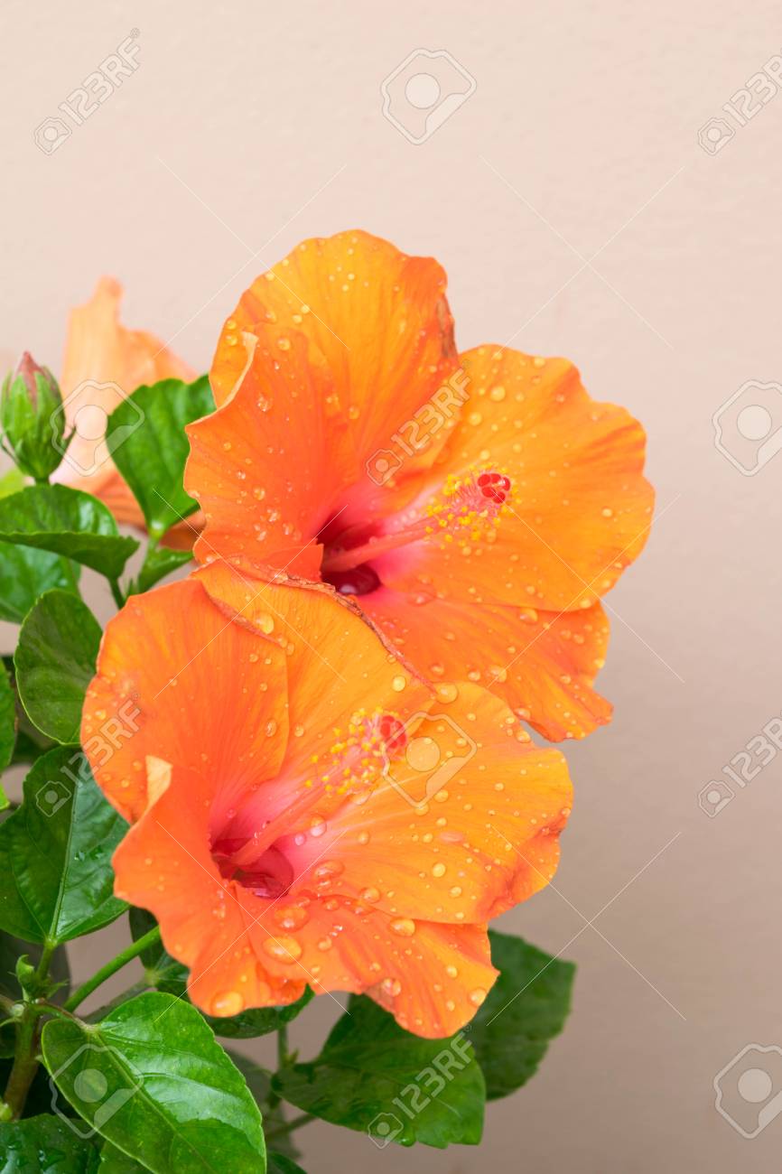 中国のバラやハワイアン ハイビスカスや靴花ガーデンまたは中国ハイビスカス ハイビスカス Rosasinensis の写真素材 画像素材 Image