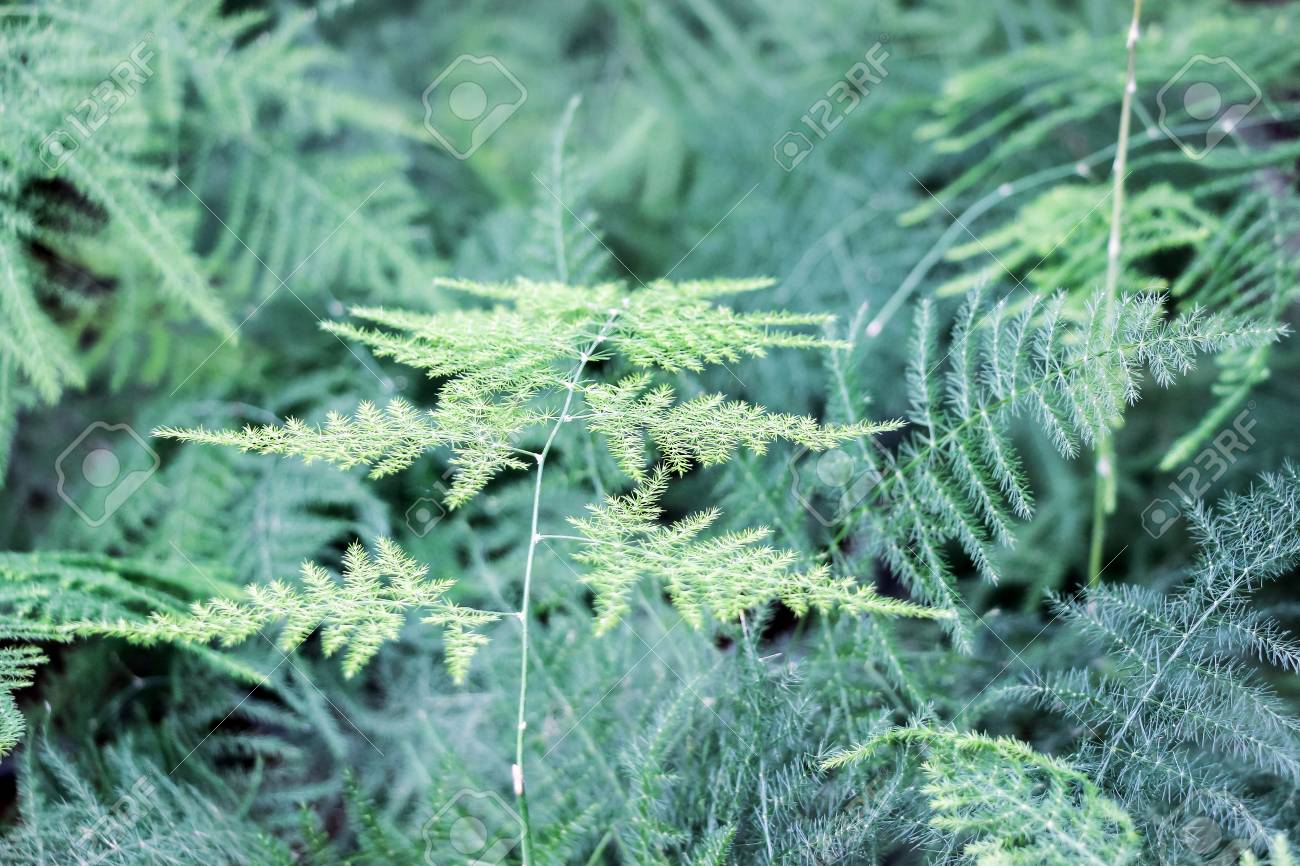 新鮮な観葉 植物 アスパラ ガス 種類 すべての美しい花の画像