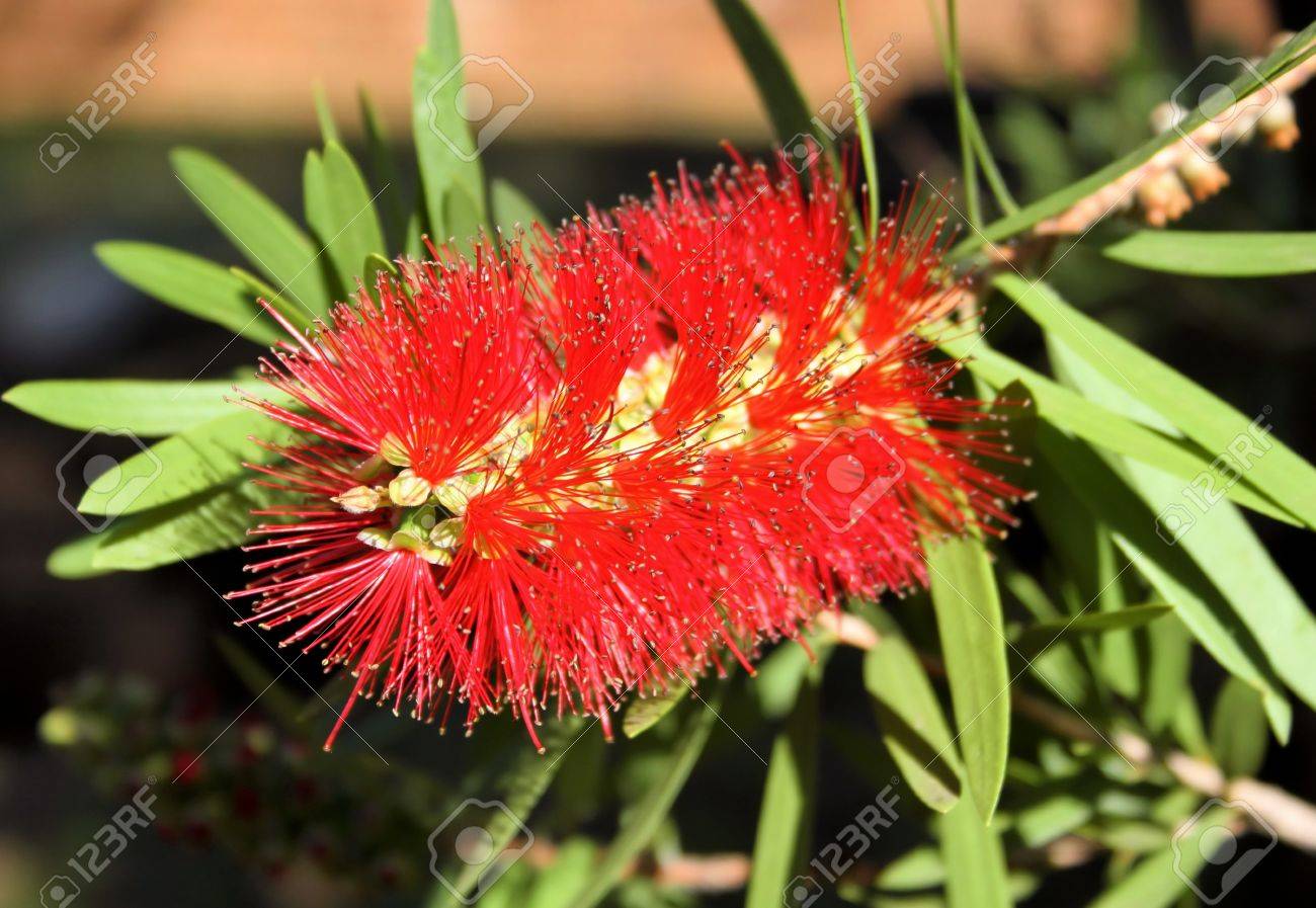 Spiky Red Bottle Brush Flower Stock 