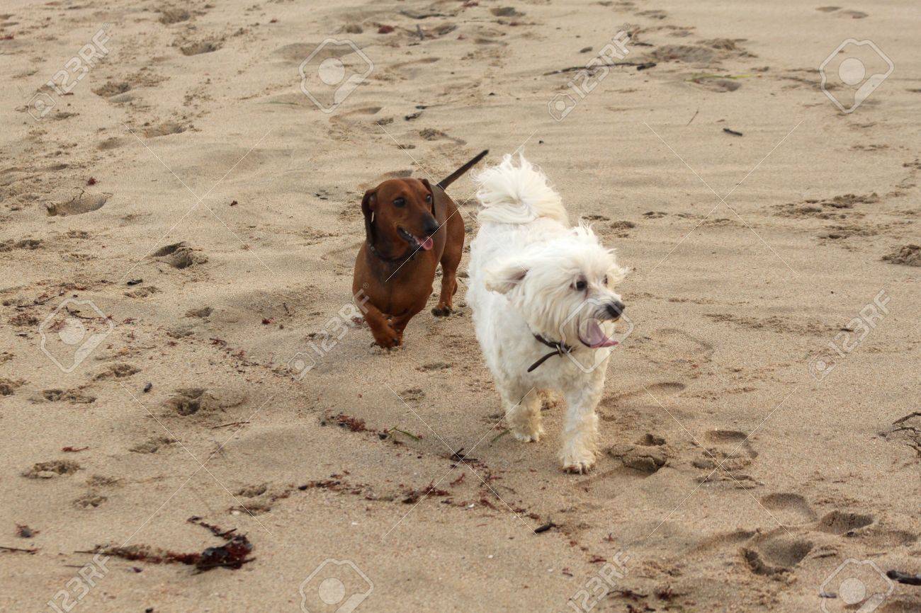 maltese and dachshund