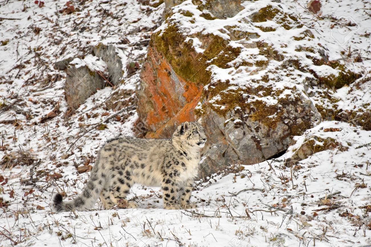 Snow Leopard Cub Standing In The Snow In Front Of A Colorful Rock Face Stock Photo Picture And Royalty Free Image Image Snow Leopard Cub Standing In The Snow In Front Of A Colorful Rock Face Stock Photo Picture And Royalty Free Image Image