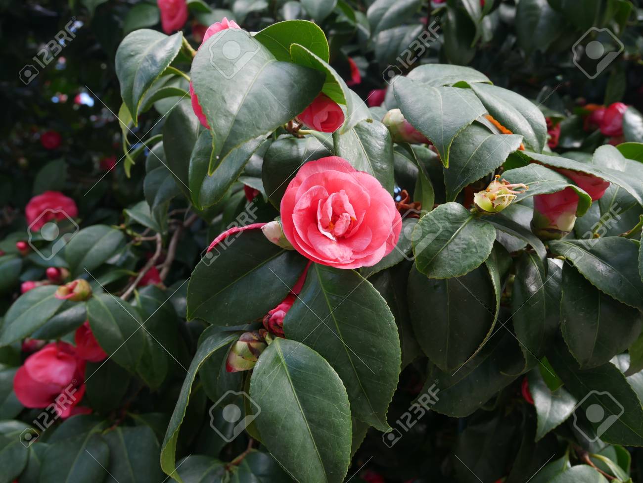 緑の葉の中でフルフレーム ビューで庭の常緑低木で成長している単一カラフルな観賞用ピンク椿の花 の写真素材 画像素材 Image